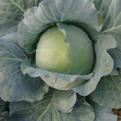 Zelí Polar - Brassica oleracea - osivo zelí - 200 ks