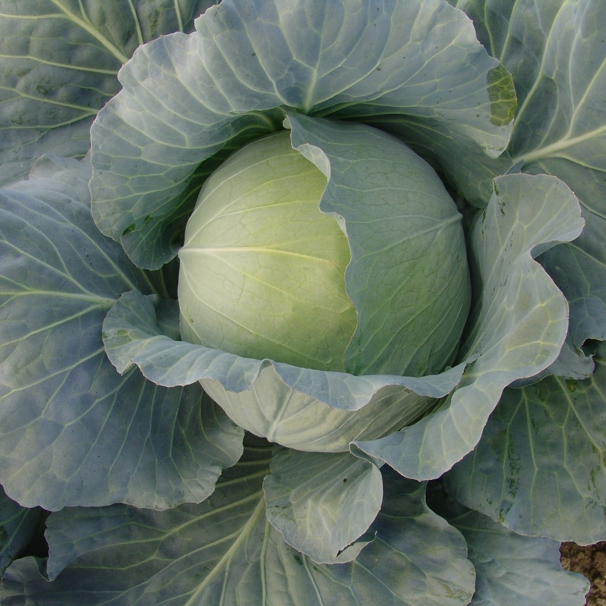 Zelí Polar - Brassica oleracea - osivo zelí - 200 ks