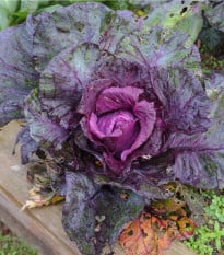 Zelí červené hlávkové Kalibos - Brassica oleracea - osivo zelí - 0,5 g