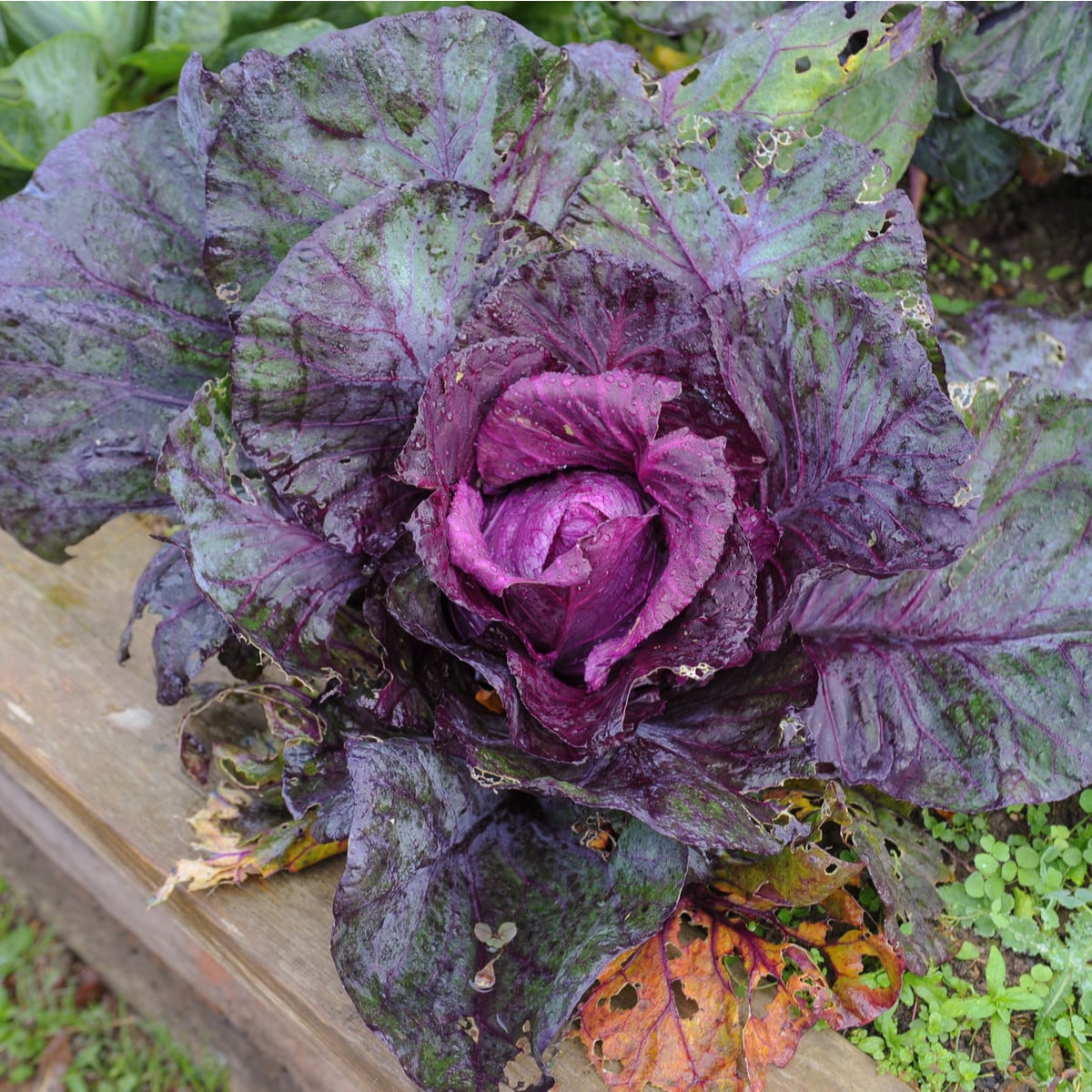 Zelí červené hlávkové Kalibos - Brassica oleracea - osivo zelí - 0,5 g