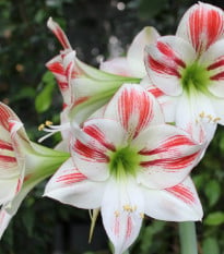 Hvězdník Ambiance - Hippeastrum - cibule hvězdníků - 1 ks