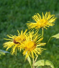 Oman pravý - Inula helenium - osivo omanu - 20 ks