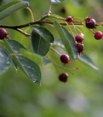 Muchovník kanadský - Amelanchier canadensis - osiva muchovníku - 10 ks