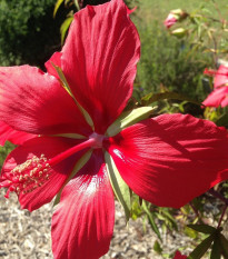 Ibišek šarlatový - Hibiscus coccineus - osivo ibišku - 5 ks