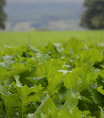Namenia - Brassica rapa - osivo namenie - 200 ks