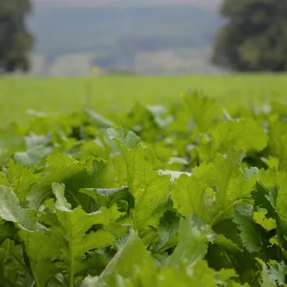 Namenia - Brassica rapa - osivo namenie - 200 ks