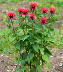 Zavinutka podvojná - Monarda didyma - osivo zavinutky - 30 ks