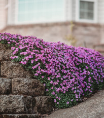 Tařička zahradní červená - Aubrieta hybrida - osivo tařičky - 200 ks