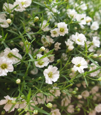 Šáter bílý elegantní - Gypsophila elegans - osivo šáteru - 200 ks