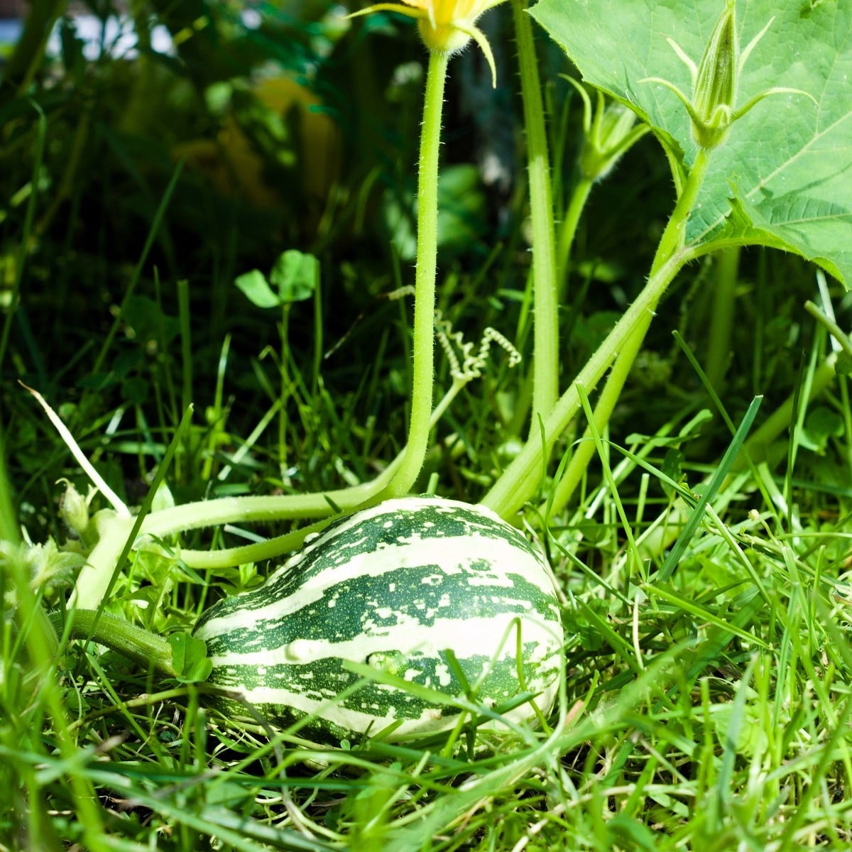 Tykev Piccolo F1 - Cucurbita pepo - osivo tykve - 5 ks
