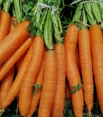 Mrkev letní Juwarot - Daucus carota - osivo mrkve - 700 ks