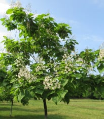 Katalpa severní - Catalpa speciosa - osivo katalpy - 8 ks