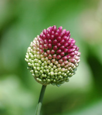 Okrasný česnek - Allium sphaerocephalon - cibule česneků - 3 ks