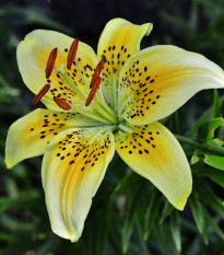 Lilie zlatohlavá žlutá Martagon - Lilium - cibule lilií - 1 ks