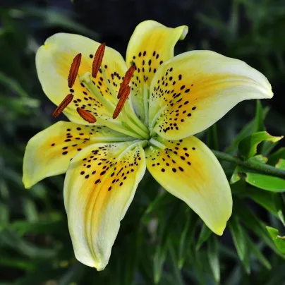 Lilie zlatohlavá žlutá Martagon - Lilium - cibule lilií - 1 ks