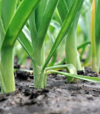 BIO Pór Freezo - Allium porrum - bio osivo póru - 100 ks