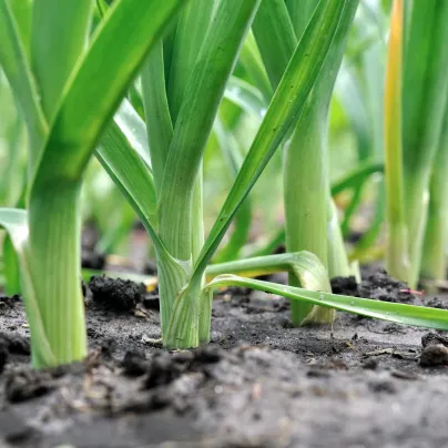 BIO Pór Freezo - Allium porrum - bio osivo póru - 100 ks
