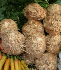 BIO Celer bulvový Mars - Apium graveolens - bio osivo celeru - 20 ks