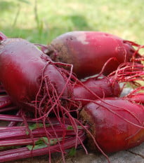 BIO Řepa salátová válcovitá Foniro - Beta vulgaris - bio osivo řepy - 100 ks