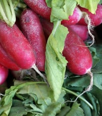 BIO Ředkev Ostergruss Rosa - Raphanus sativus - bio osivo ředkve - 50 ks