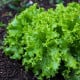 BIO Salát listový kadeřavý Lollo Bionda - Lactuca sativa - bio osivo salátu - 100 ks