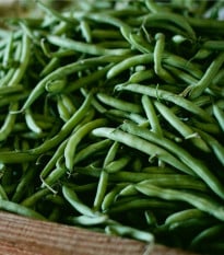 BIO Fazole tyčková Neckarkönigin - Phaseolus vulgaris - bio osivo fazole - 15 ks
