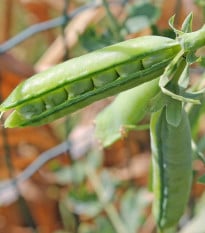 BIO Hrách dřeňový Malý Rheinland - Pisum sativum - bio osivo hrachu - 45 ks