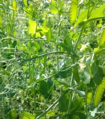 BIO Hrách dřeňový raný Zázrak z Kelvedonu - Pisum sativum - bio osivo hrachu - 50 ks