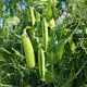 BIO Hrách cukrový Sweet Horizon - Pisum sativum - bio osivo hrachu - 35 ks