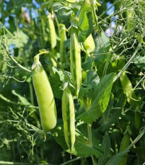 BIO Hrách cukrový Sweet Horizon - Pisum sativum - bio osivo hrachu - 35 ks