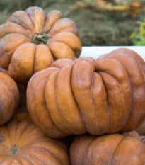 BIO Dýně muškátová Muscat de Provence - Cucurbita moschata - bio osivo dýně - 5 ks