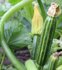 BIO Cuketa Costata Romanesco - Cucurbita pepo - bio osivo cukety - 8 ks