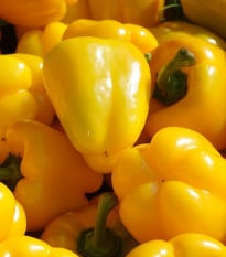 BIO Paprika Quadrato Asti Giallo - Capsicum annuum - bio osivo papriky - 8 ks