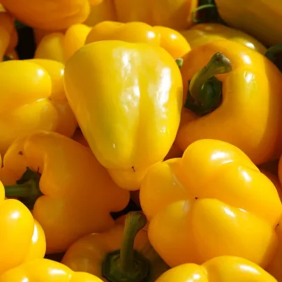 BIO Paprika Quadrato Asti Giallo - Capsicum annuum - bio osivo papriky - 8 ks