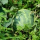 BIO Meloun cukrový Early Moonbeam - Citrullus lanatus - bio osivo melounu - 6 ks