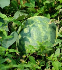 BIO Meloun cukrový Early Moonbeam - Citrullus lanatus - bio osivo melounu - 6 ks