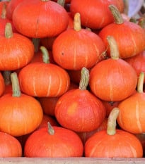 BIO Dýně Sunshine F1 - Cucurbita maxima - bio osivo dýně - 6 ks