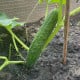 BIO Okurka salátová Tanja - Cucumis sativus - bio osivo okurky - 10 ks