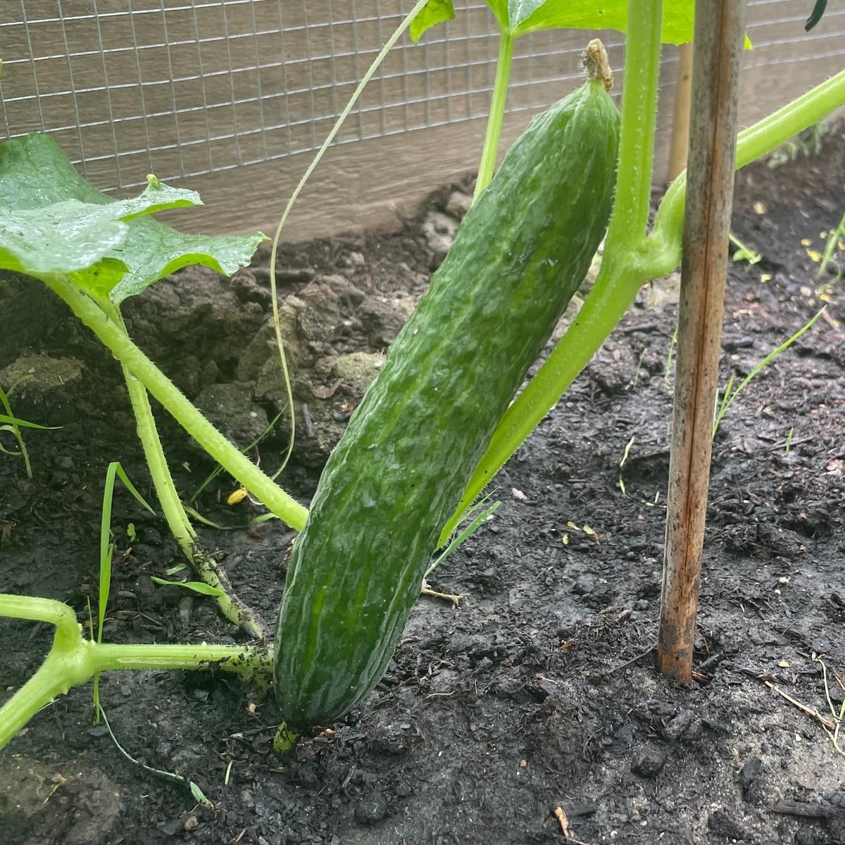 BIO Okurka salátová Tanja - Cucumis sativus - bio osivo okurky - 10 ks