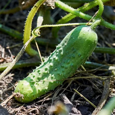 BIO Okurka nakládačka Hokus - Cucumis sativus - bio osivo okurky - 10 ks