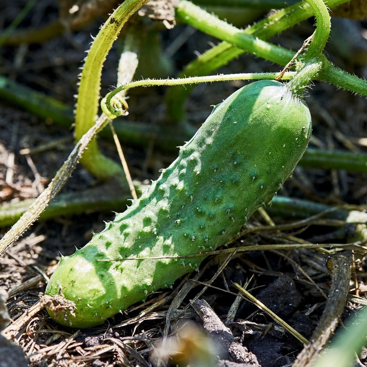 BIO Okurka nakládačka Hokus - Cucumis sativus - bio osivo okurky - 10 ks