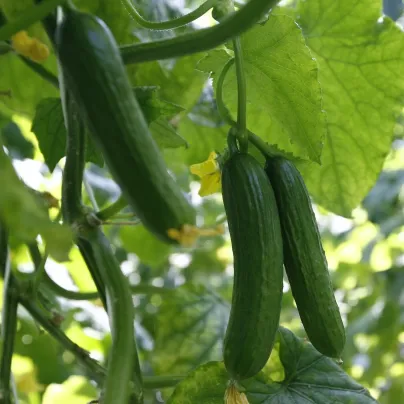 BIO okurka salátová Persika - Cucumis sativus - bio osivo okurky - 10 ks