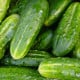 BIO Okurka nakládačka Vorgebirgstrauben - Cucumis sativus - bio osivo okurky - 10 ks