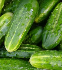 BIO Okurka nakládačka Vorgebirgstrauben - Cucumis sativus - bio osivo okurky - 10 ks