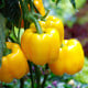 BIO Paprika California Wonder - Capsicum annuum - bio osivo papriky - 10 ks