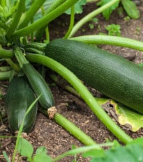 BIO Cuketa Zuboda - Cucurbita pepo - bio osivo cukety - 8 ks