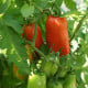 BIO Rajče San Marzano - Solanum lycopersicum - bio osivo rajčat - 7 ks