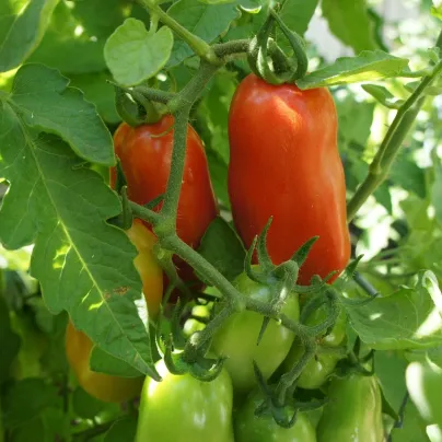 BIO Rajče San Marzano - Solanum lycopersicum - bio osivo rajčat - 7 ks