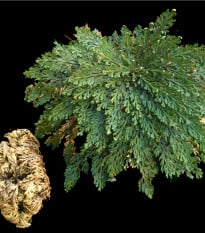 Růže z Jericha - Selaginella lepidophylla - cibule růže z jericha - 1 ks