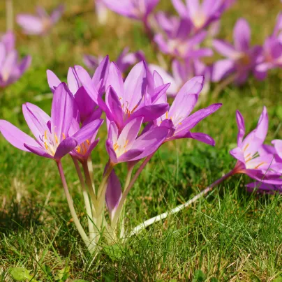 Ocún podzimní - Colchicum autumnale - hlízy ocúnů - 1 ks